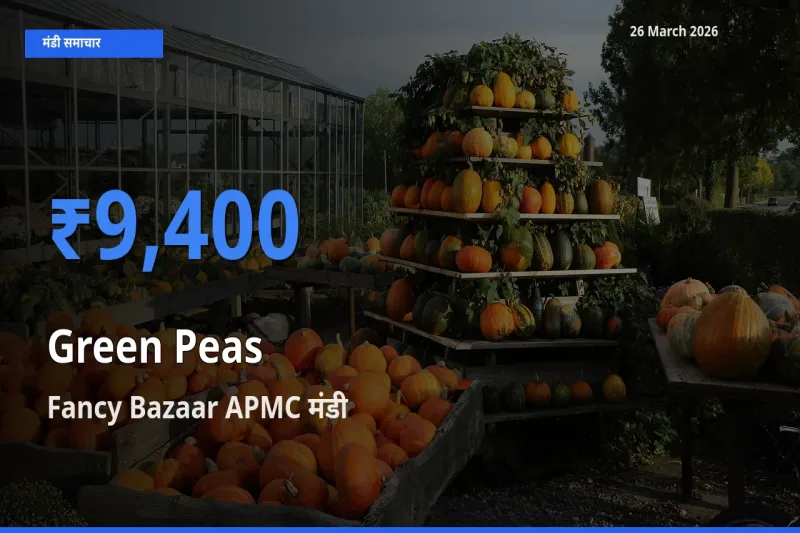किसानों की पसंद बना Fancy Bazaar APMC, हरा मटर के सबसे अच्छे दाम