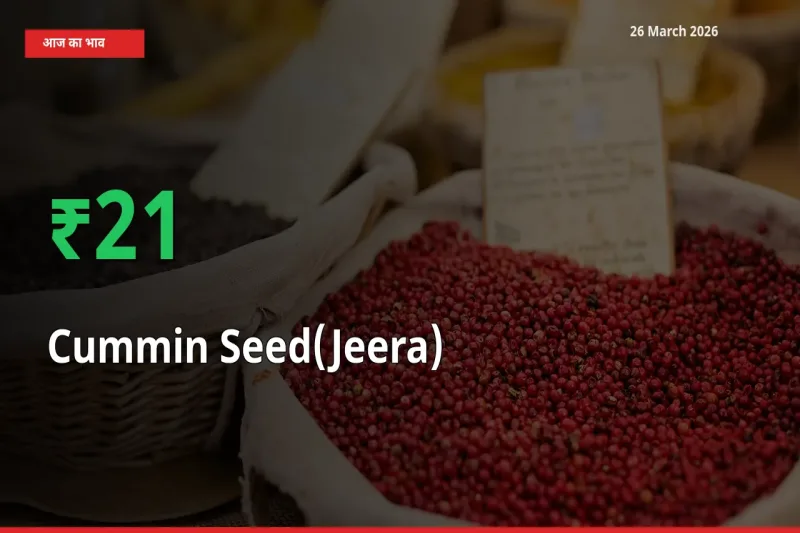 स्थानीय मंडी में जीरा के दाम अचानक 20.66% उछले, किसान सतर्क