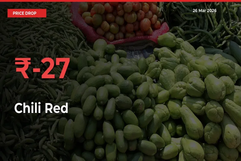 Sudden Shock! Chili Red Drops 26.59% in 24 Hours at Top Mandis