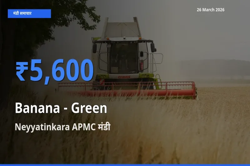26 March अपडेट: केला - हरा के सबसे ऊँचे दाम Neyyatinkara APMC मंडी में