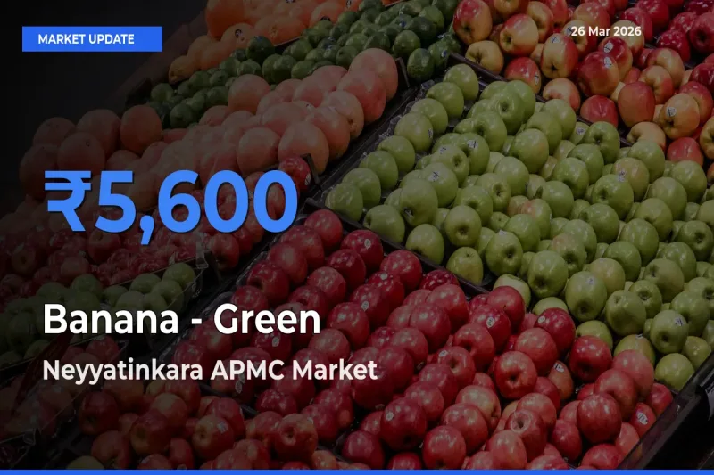 Top Performer! Neyyatinkara APMC Offers Best Banana - Green Price Today