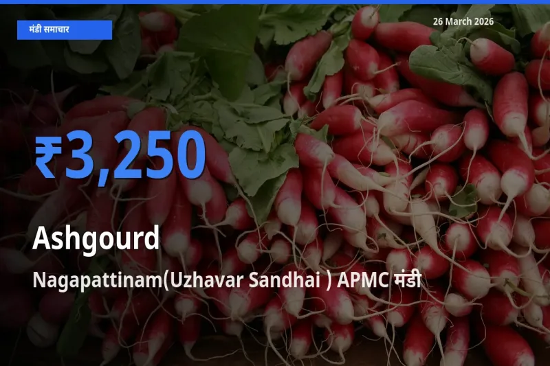 बाज़ार संकेत: Nagapattinam(Uzhavar Sandhai ) APMC बना पेठा कद्दू के लिए आज की टॉप मंडी