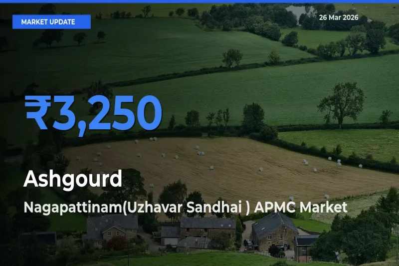Nagapattinam(Uzhavar Sandhai ) APMC Tops Ashgourd Rates – March 26 Market Update
