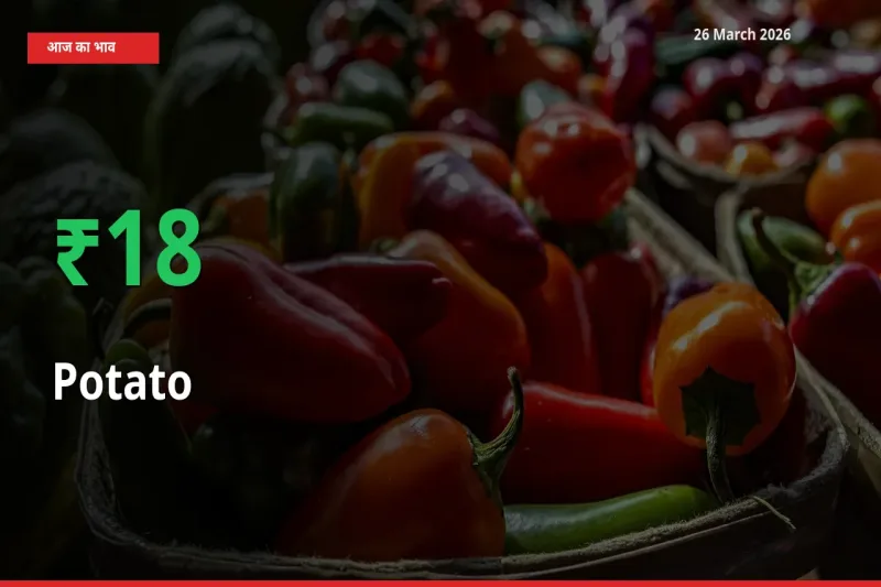 तेज़ तेजी! मंडी में आलू के दाम 17.6% चढ़े