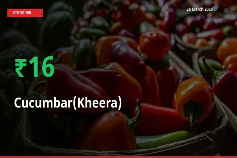 आज का मंडी भाव: खीरा के दाम मंडी में 16.29% ऊपर