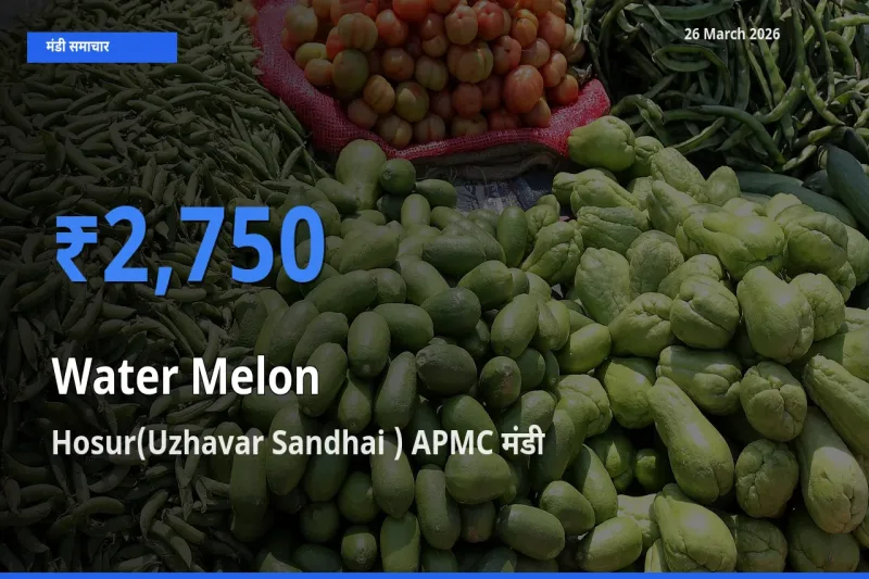 Hosur(Uzhavar Sandhai ) APMC मंडी में तरबूज ₹2,750 पर पहुँचा – आज का सर्वोच्च भाव