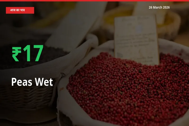 स्थानीय मंडी में हरी मटर के दाम अचानक 17.49% उछले, किसान सतर्क