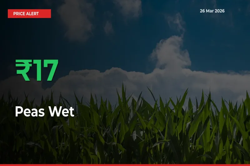 17.49% Spike in Peas Wet Prices – Mandi Sees Sudden Rally