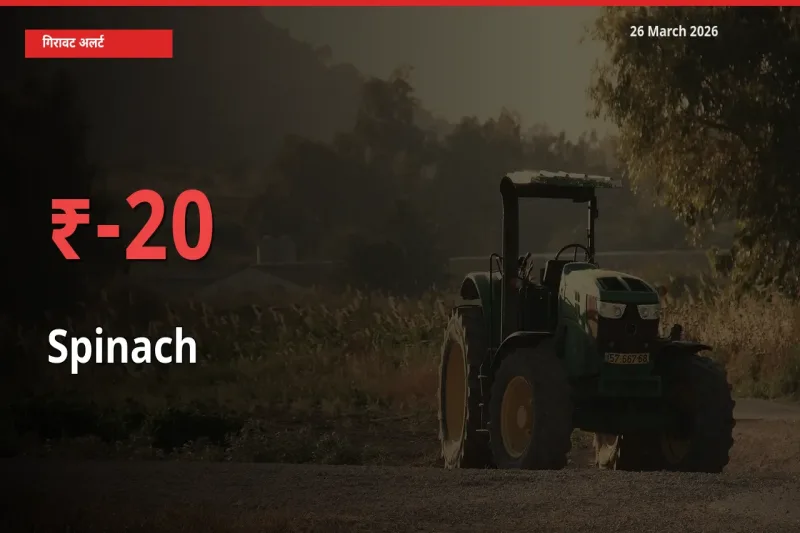 स्थानीय मंडी में पालक के दाम अचानक 20.13% गिरे, किसानों की चिंता बढ़ी