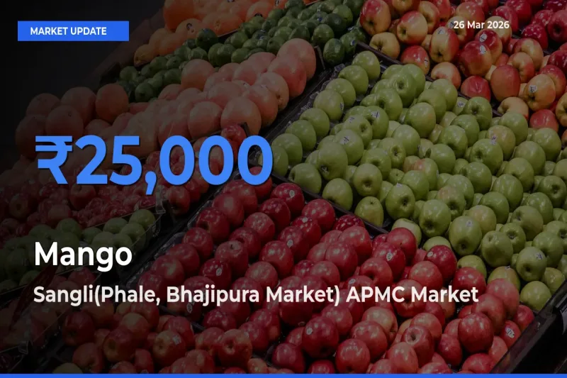 Market Watch: Sangli(Phale, Bhajipura Market) APMC Becomes Top Mandi for Mango