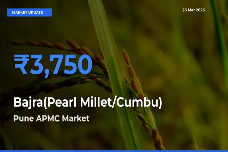 Pune APMC Leads as Top Mandi for Bajra(Pearl Millet/Cumbu) Prices