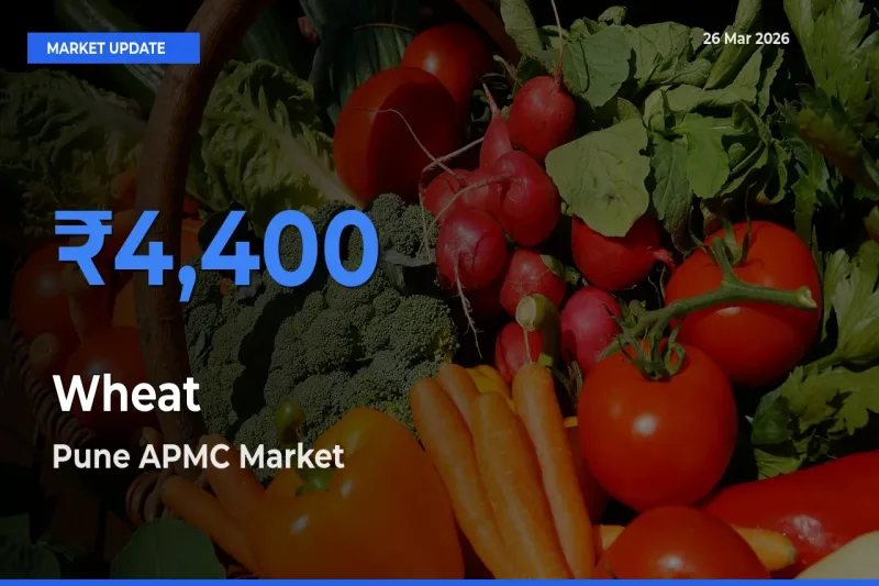 Pune APMC Offers ₹4,400 – Highest Wheat Rate Today