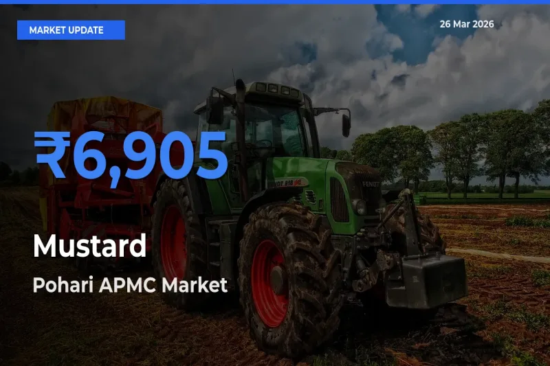Pohari APMC Records Highest ₹6,905 Rate for Mustard