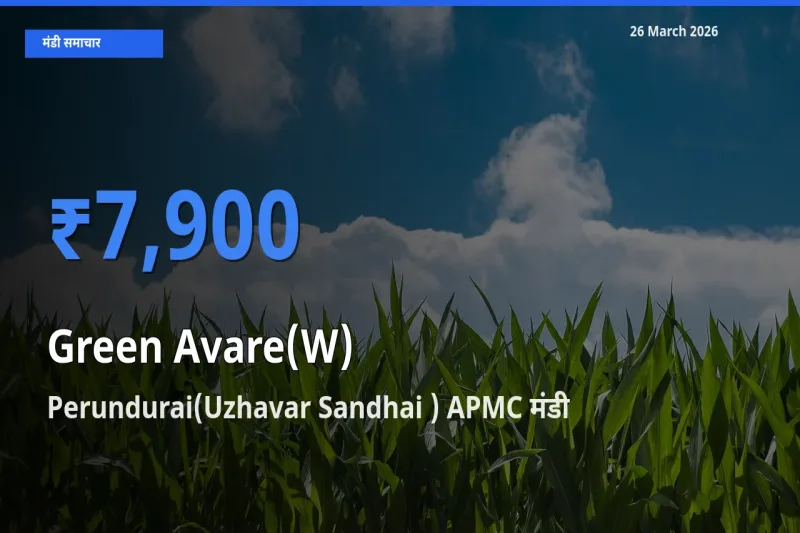 26 March अपडेट: हरी सेम के सबसे ऊँचे दाम Perundurai(Uzhavar Sandhai ) APMC मंडी में