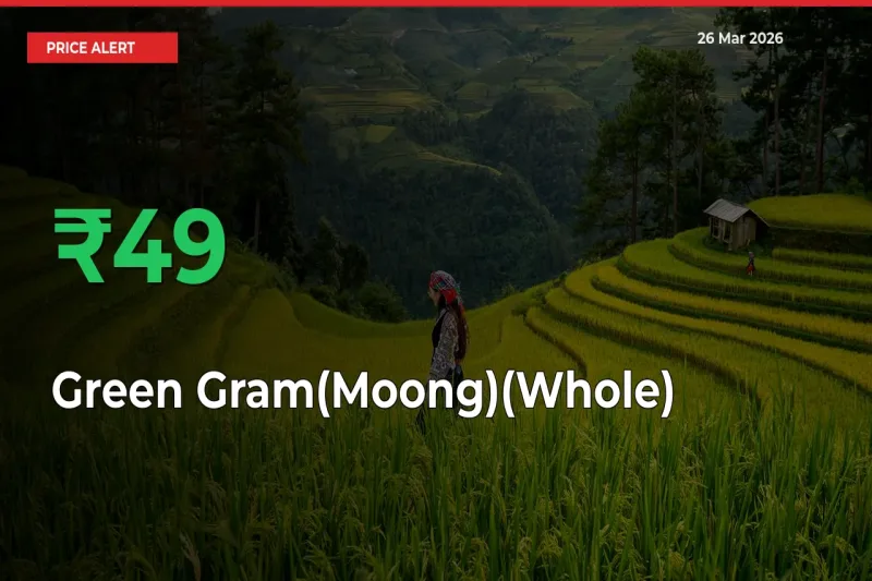 Sudden 48.62% Rally in Green Gram(Moong)(Whole) Prices Across Mandis