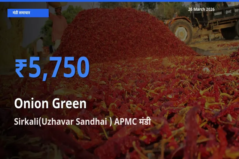 Sirkali(Uzhavar Sandhai ) APMC में प्याज हरा का आज सबसे ऊँचा भाव