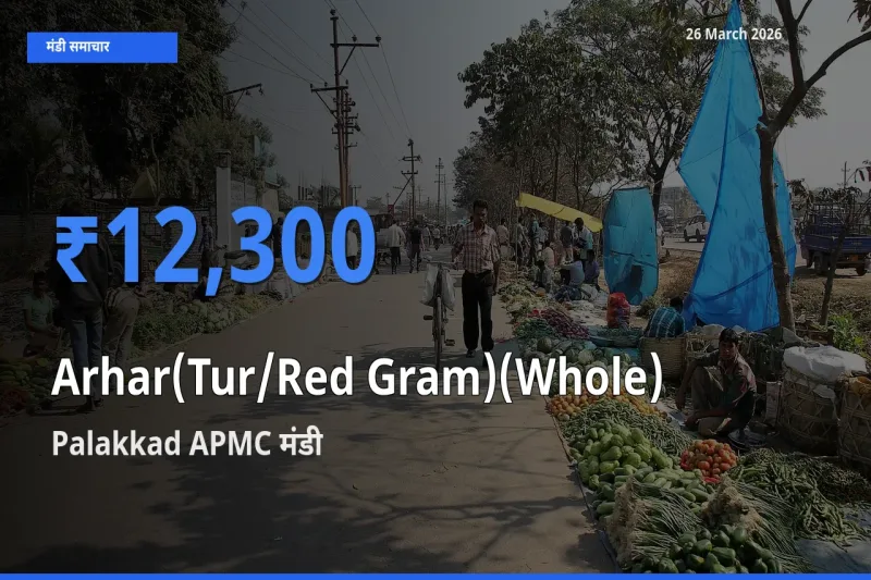 आज अरहर (साबुत) के सबसे ऊँचे दाम ₹12,300 Palakkad APMC मंडी में