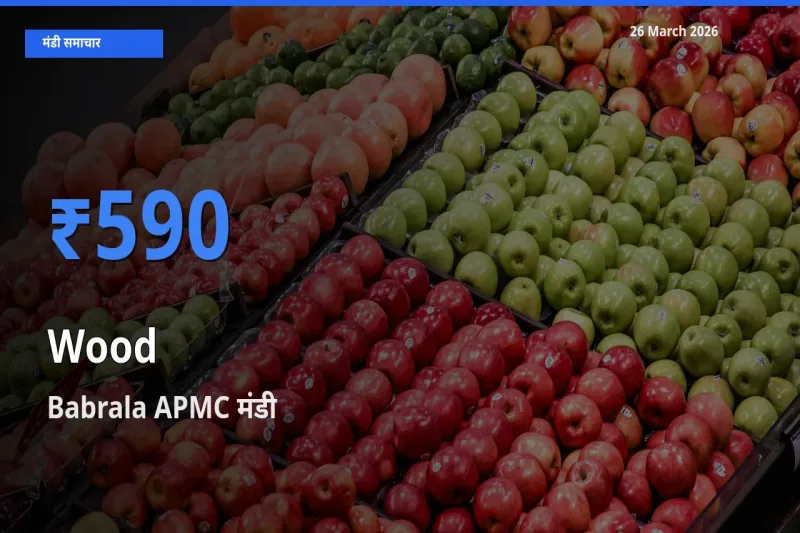 26 March अपडेट: लकड़ी के सबसे ऊँचे दाम Babrala APMC मंडी में