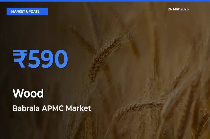 Top Performer! Babrala APMC Offers Best Wood Price Today