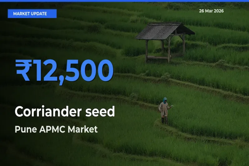 Pune APMC Records Highest ₹12,500 Rate for Corriander seed