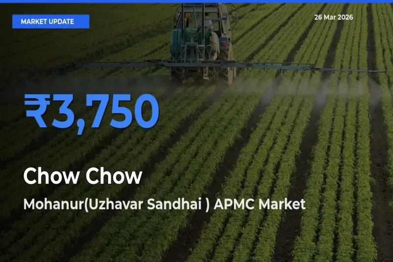 Market Watch: Mohanur(Uzhavar Sandhai ) APMC Becomes Top Mandi for Chow Chow