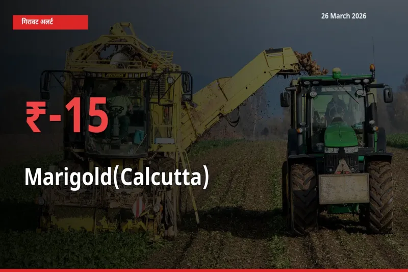 गेंदा (कलकत्ता) के दाम प्रमुख मंडी में 15.3% गिरे, 24 घंटे में बड़ा बदलाव