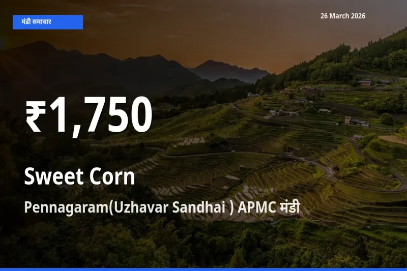 स्वीट कॉर्न के दामों में गिरावट, Pennagaram(Uzhavar Sandhai ) APMC में 30 दिन का न्यूनतम भाव