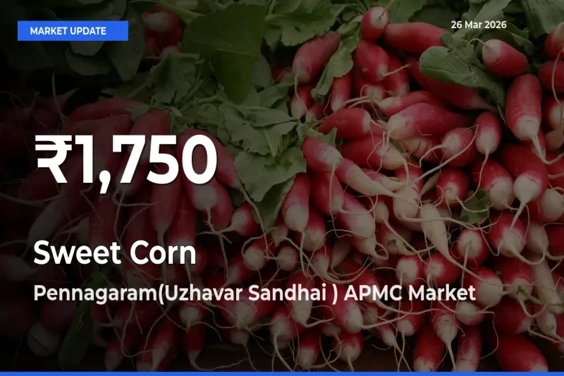 Farmers Concerned as Sweet Corn  Hits 30-Day Low in Pennagaram(Uzhavar Sandhai ) APMC