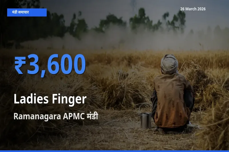 आज भिंडी के सबसे ऊँचे दाम ₹3,600 Ramanagara APMC मंडी में