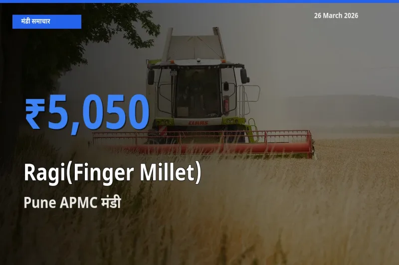 किसानों की पसंद बना Pune APMC, रागी के सबसे अच्छे दाम