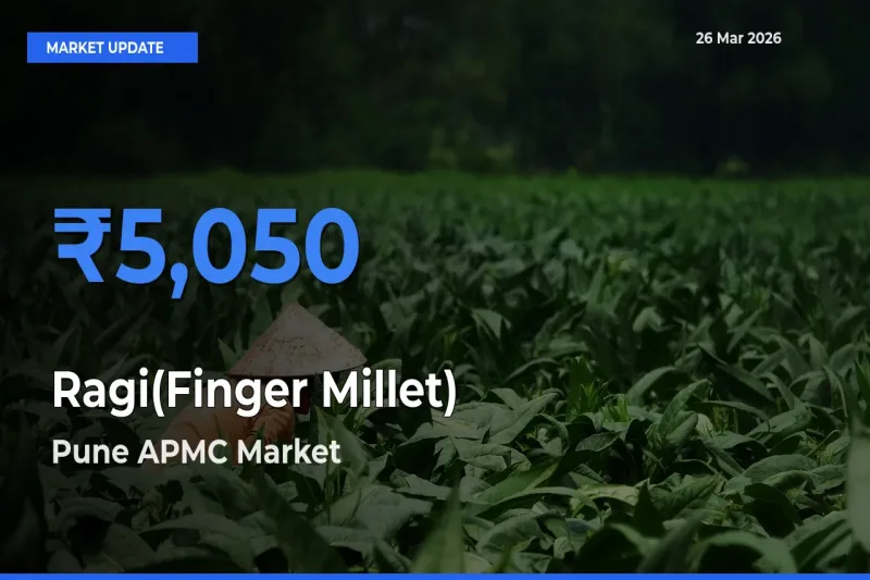 Market Watch: Pune APMC Becomes Top Mandi for Ragi(Finger Millet)