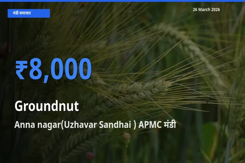आज मूंगफली के सबसे ऊँचे दाम ₹8,000 Anna nagar(Uzhavar Sandhai ) APMC मंडी में