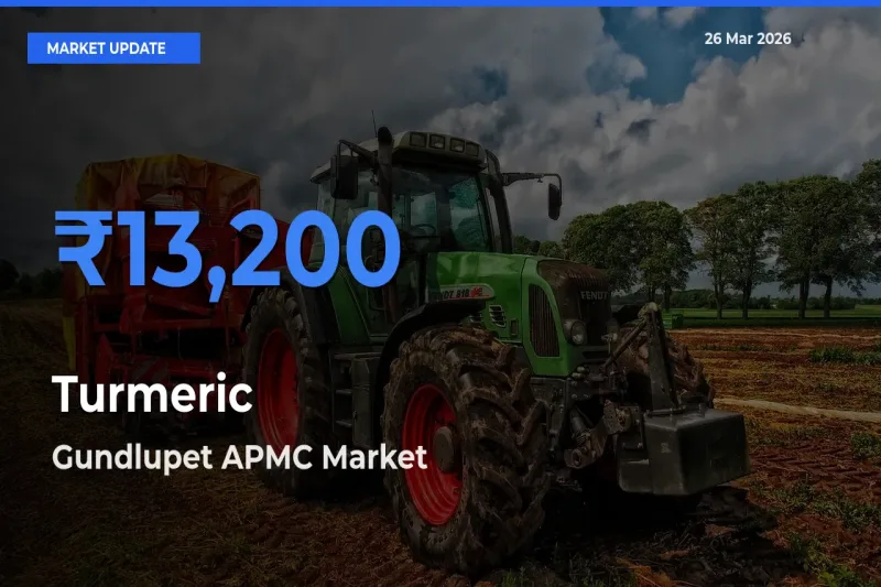 Farmers Prefer Gundlupet APMC as Turmeric Hits Highest Rate