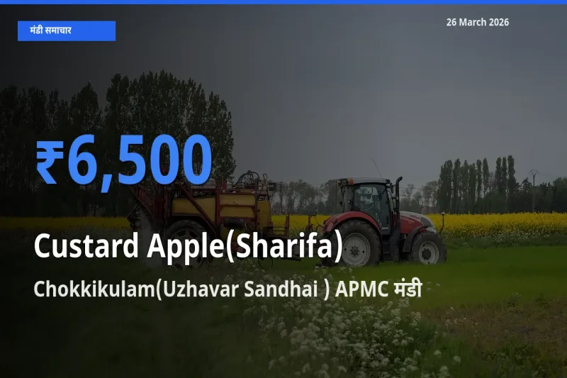 आज का मंडी भाव: शरीफा के सबसे ज़्यादा दाम Chokkikulam(Uzhavar Sandhai ) APMC में