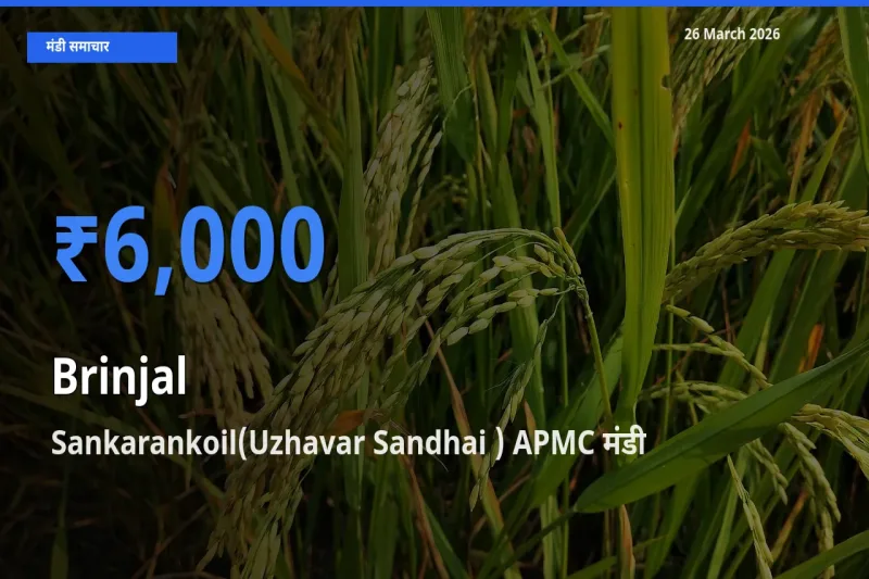आज का मंडी भाव: बैंगन के सबसे ज़्यादा दाम Sankarankoil(Uzhavar Sandhai ) APMC में