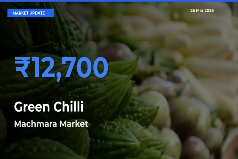 Machmara Tops Green Chilli Mandi Rates Today