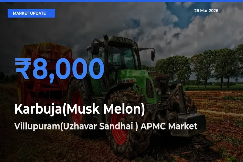 Villupuram(Uzhavar Sandhai ) APMC Offers ₹8,000 – Highest Karbuja(Musk Melon) Rate Today