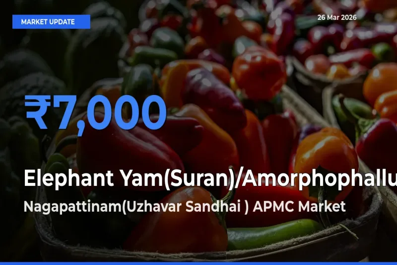 Nagapattinam(Uzhavar Sandhai ) APMC Tops Elephant Yam(Suran)/Amorphophallus Mandi Rates Today