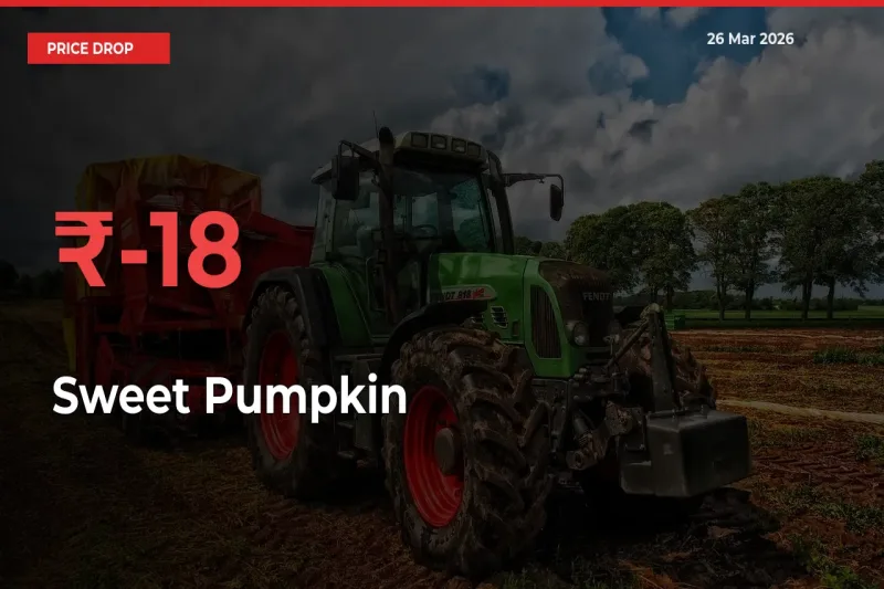 Sweet Pumpkin Mandi Rate Today: Prices Fall 18.13% at Market