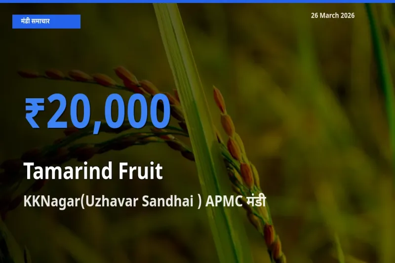 KKNagar(Uzhavar Sandhai ) APMC में इमली का फल का आज सबसे ऊँचा भाव