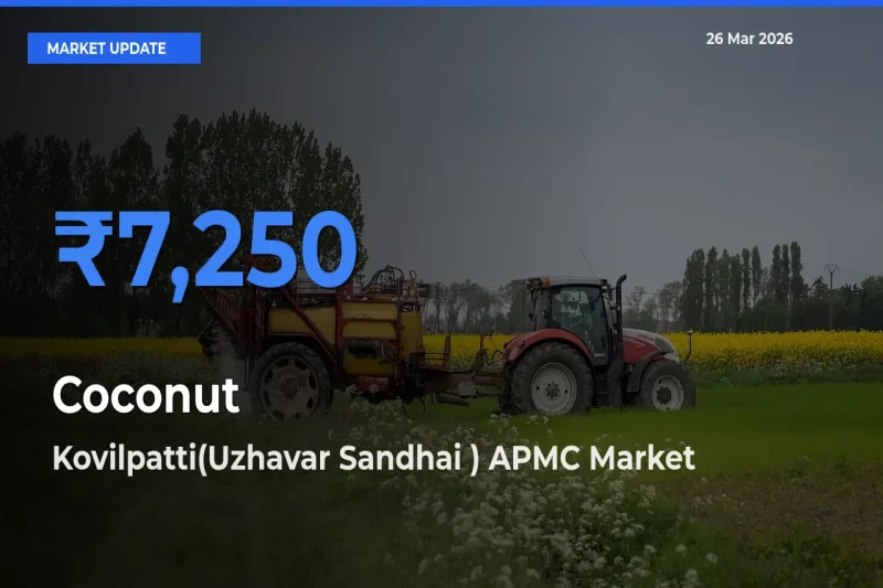 Kovilpatti(Uzhavar Sandhai ) APMC Offers ₹7,250 – Highest Coconut Rate Today