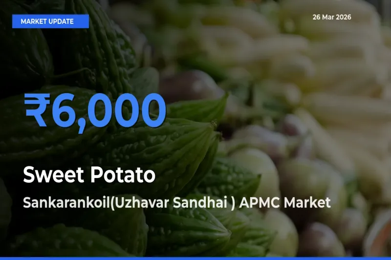 Sankarankoil(Uzhavar Sandhai ) APMC Tops Sweet Potato Rates – March 26 Market Update
