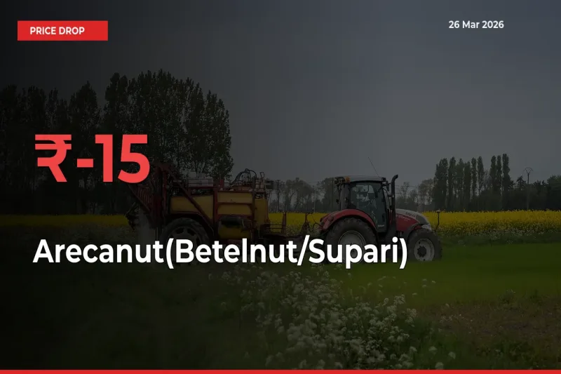This Mandi Records 15.17% Fall in Arecanut(Betelnut/Supari) Prices