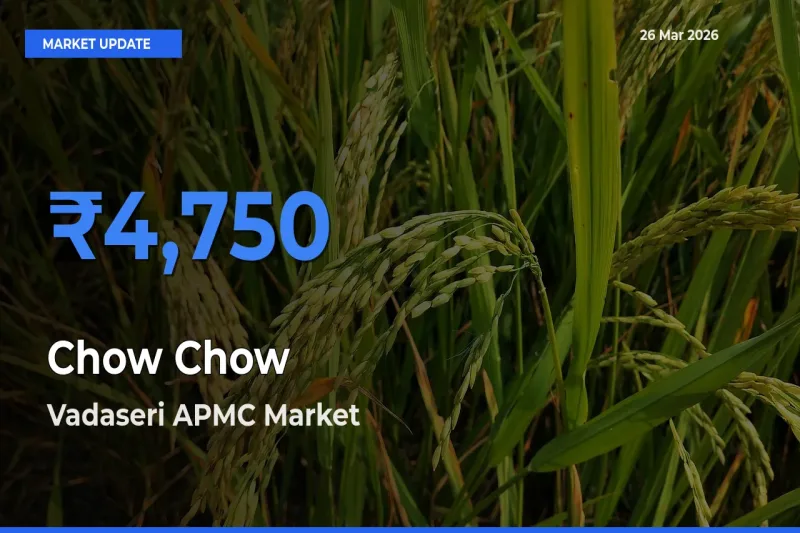 Vadaseri APMC Leads as Top Mandi for Chow Chow Prices