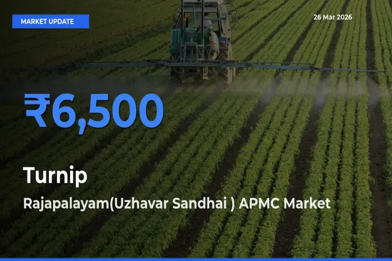 Rajapalayam(Uzhavar Sandhai ) APMC Tops Turnip Mandi Rates Today