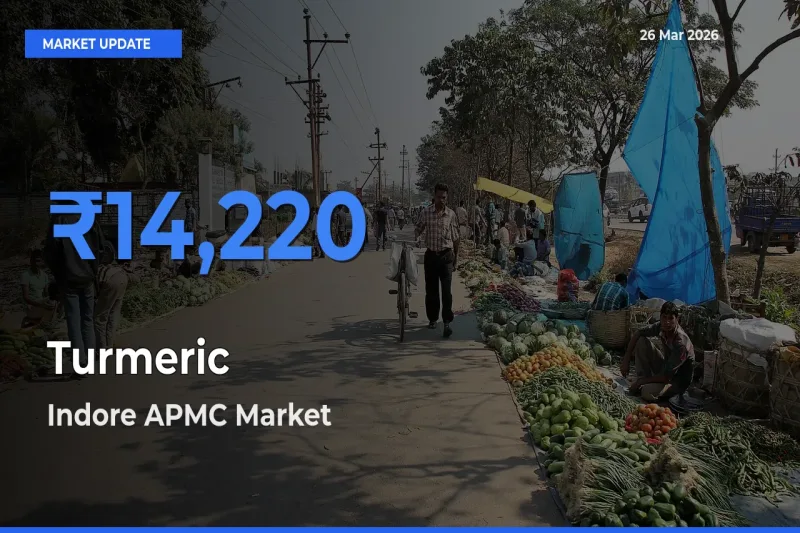 Indore APMC Emerges as Top Mandi for Turmeric Prices Today