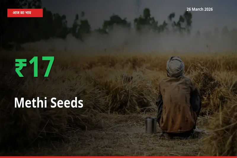 तेज़ तेजी! मंडी में मेथी दाना के दाम 17.34% चढ़े