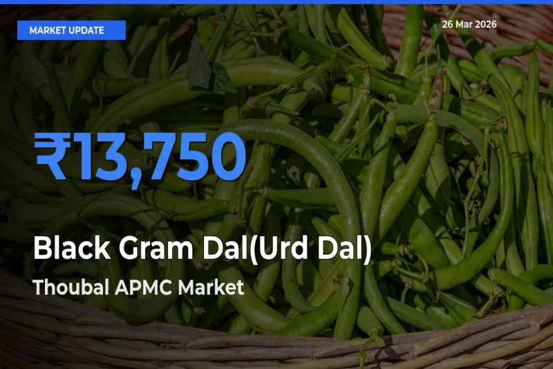 Thoubal APMC Records Highest ₹13,750 Rate for Black Gram Dal(Urd Dal)