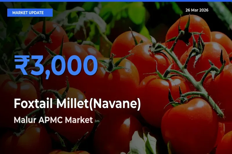 Malur APMC Emerges as Top Mandi for Foxtail Millet(Navane) Prices Today