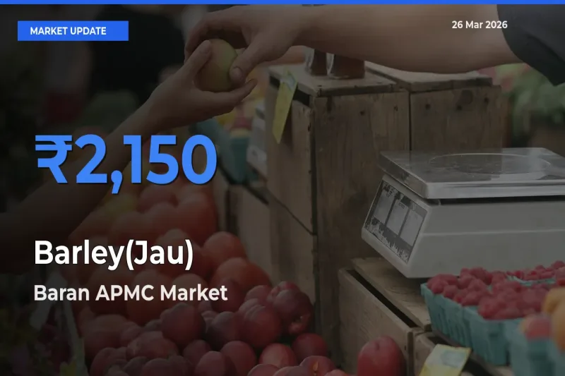 Barley(Jau) Mandi Rate Today: Baran APMC Tops the List
